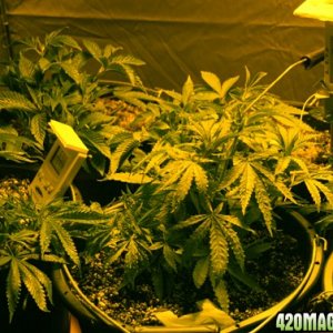 1st grow LST Barneys Honey B and Arjans Strawberr