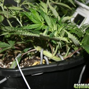 1st grow LSTBsrneys