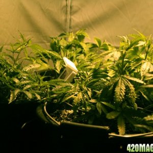 1st grow LSTBsrneys