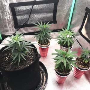 Clones 5-9-77.jpg