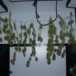 P3 D12 harvest-2.JPG