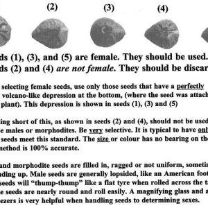 Sexing-cannabis-seeds-chart.jpg