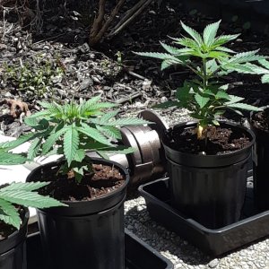 Space Grow 11 May 2022.jpg