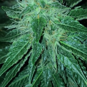 Goo bud 5-12-22 F46.JPG