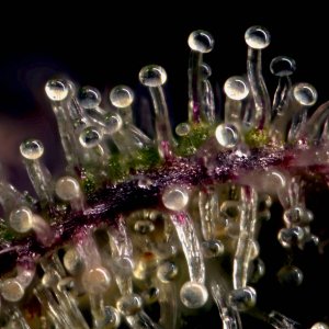 trichomes.jpg