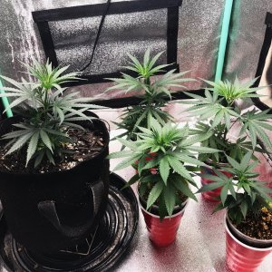 Clones 5-13-22.jpg