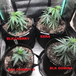 Clone up-pot done 5-14-22.jpg