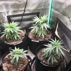 Clones 5-15-22 Dot 1.jpg