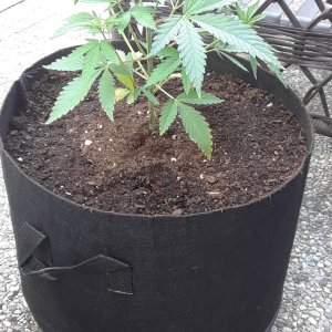 Space Grow 15 May 2022 Jacinda up-pot.jpg