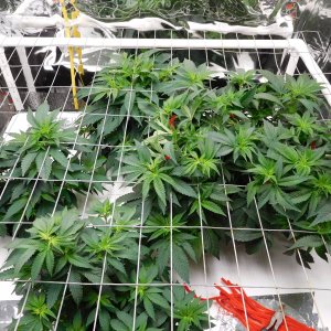 VK Day 41 veg (2).JPG