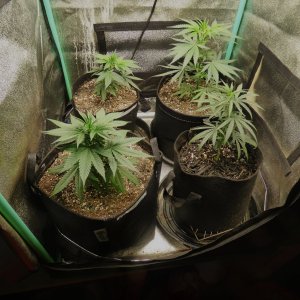 Clones 5-17-22 Dot 4.JPG