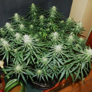 Black Domina 5-1-22 F35.JPG