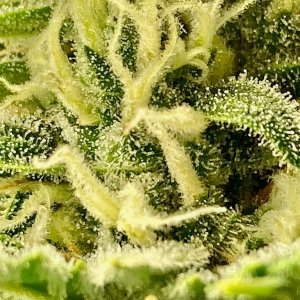 Trichomes on Titan #1.jpg