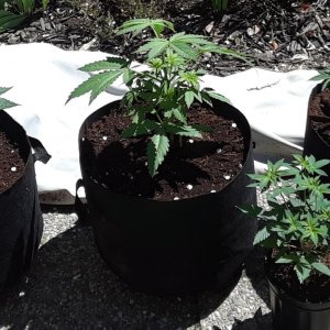 Space Grow 17 May 2022.jpg