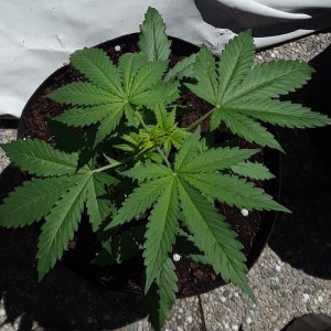 Space Grow 17 May 2022 Ebony.jpg