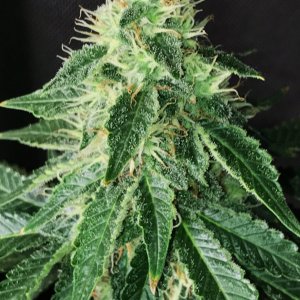 PGoo bud 5-18-22 F53.JPG