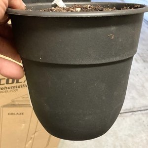 New starter pots 1 gallon.jpg