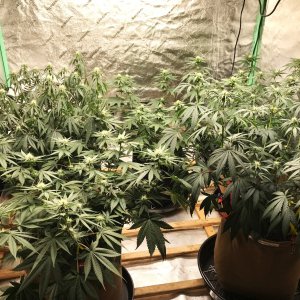 Bubblegum Tent 5-18-22 F18 thirsty kera.jpg