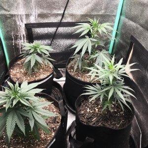 Clones 5-18-22 Dot 5.jpg