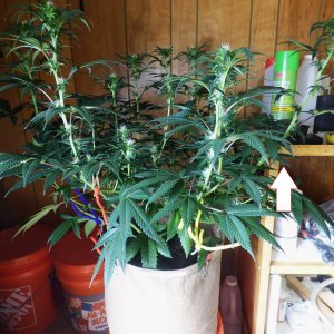 GP clone 5-20-22 F22 before.JPG