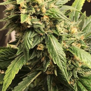 ga bud 5-21-22 f56.JPG