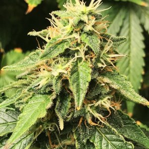 goo bud 5-21-22 F56.JPG