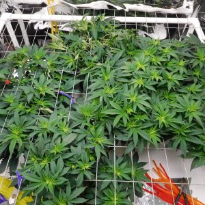 VK Day 47 veg (2).JPG