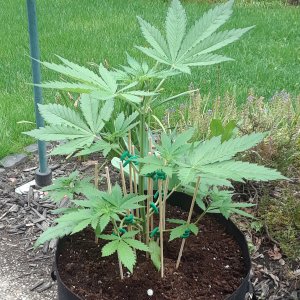 Space Grow 22 May 2022 Ebony.jpg