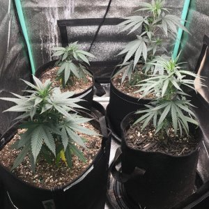 Clones 5-23-22 Dot 10.jpg