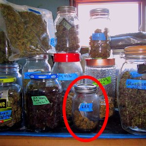 Jars & such....jpg