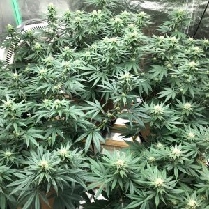 Bubblegum Tent 5-24-22 F24.jpg