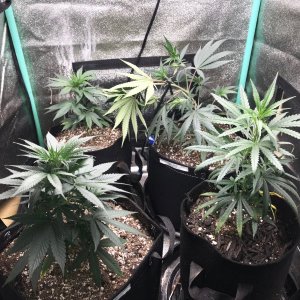 Clones 5-24-22 Dot 12.jpg