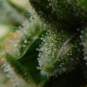 HMW Day 34 flower  (7).JPG