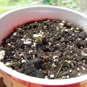 super lemon haze seedling.jpg