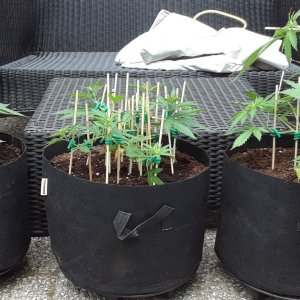 Space Grow 26 May 2022.jpg