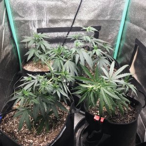 Clone tent 5-27-22 Dot 15.jpg