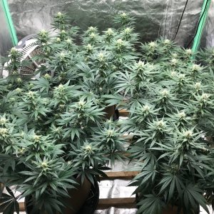 Bubblegum Tent 5-27-22 F27.jpg