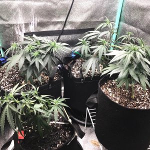 Clones 5-28-22 Dot 16.jpg