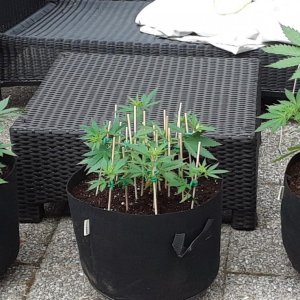 Space Grow 28 May 2022.jpg