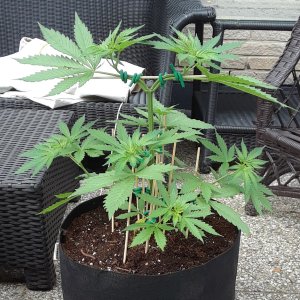 Space Grow 28 May 2022 Ebony.jpg