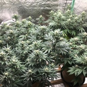 Bubblegum Tent 5-29-22 F29.jpg