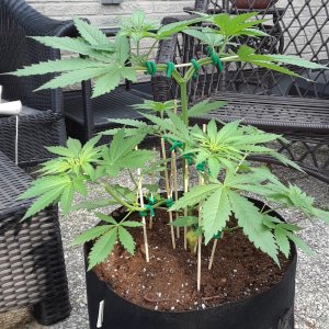 Space Grow 29 May 2022 Ebony.jpg