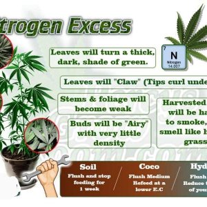 nitrogen-excess-in-a-cannabis-plant-e1555085534592~2.jpg