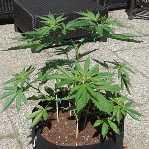 Space Grow 30 May 2022 Ebony 2.jpg