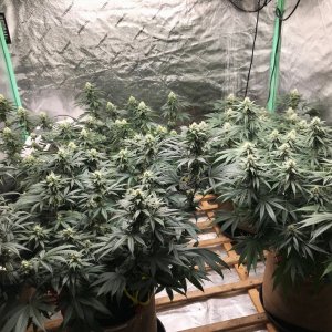 Bubblegum Tent 5-31-22 F31.jpg