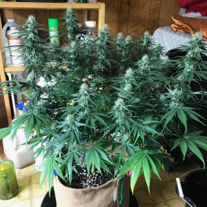 GA clone 5-31-22 F31.jpg