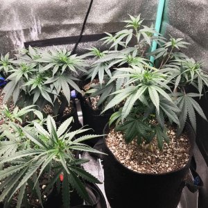 Clones 5-31-22 Dot 19.jpg