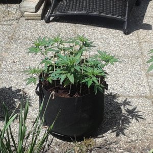 Space Grow 31 May 2022.jpg