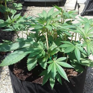 Space Grow 31 May 2022 Donatra.jpg