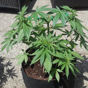 Space Grow 31 May 2022 Ebony.jpg